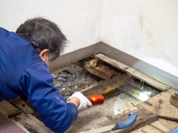 Best Black Mold Removal  in Brentwood, MO