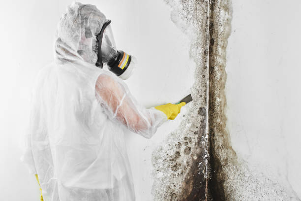 Mold Removal Process in Brentwood, MO
