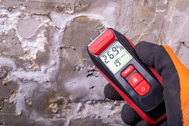 Best Local Mold Removal Service  in Brentwood, MO