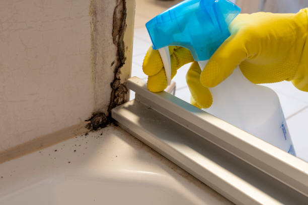 Best Commercial Mold Removal  in Brentwood, MO