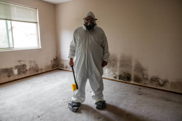 Best Mold Damage Repair  in Brentwood, MO