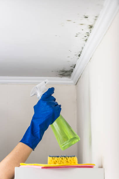 Best Office Mold Removal Services  in Brentwood, MO